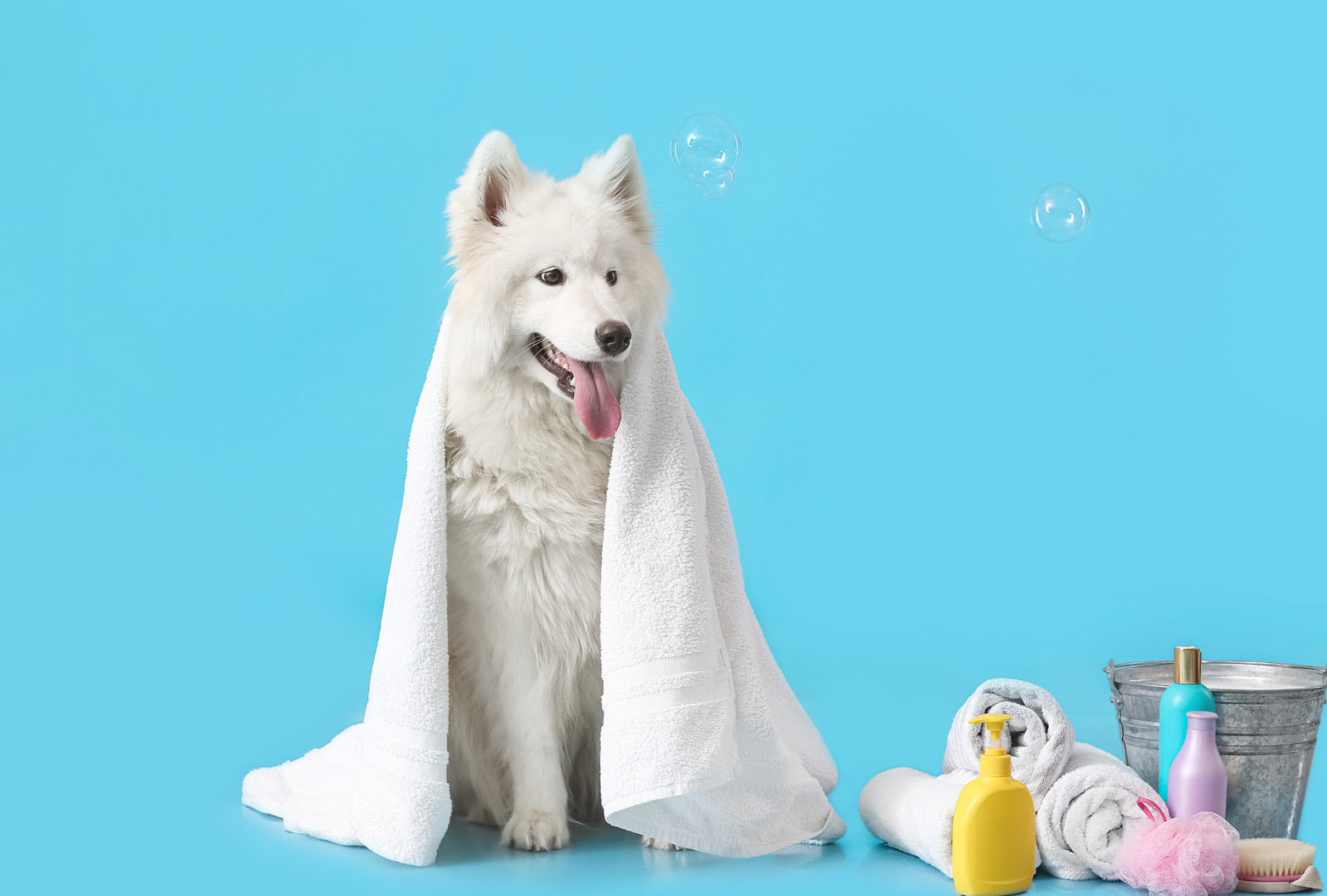 photo of a dog with towel and bathing gear